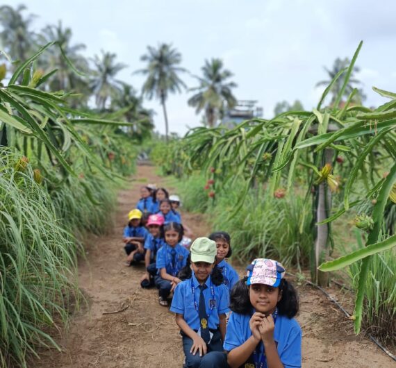 ings_Field Trip- Dragon Farm.